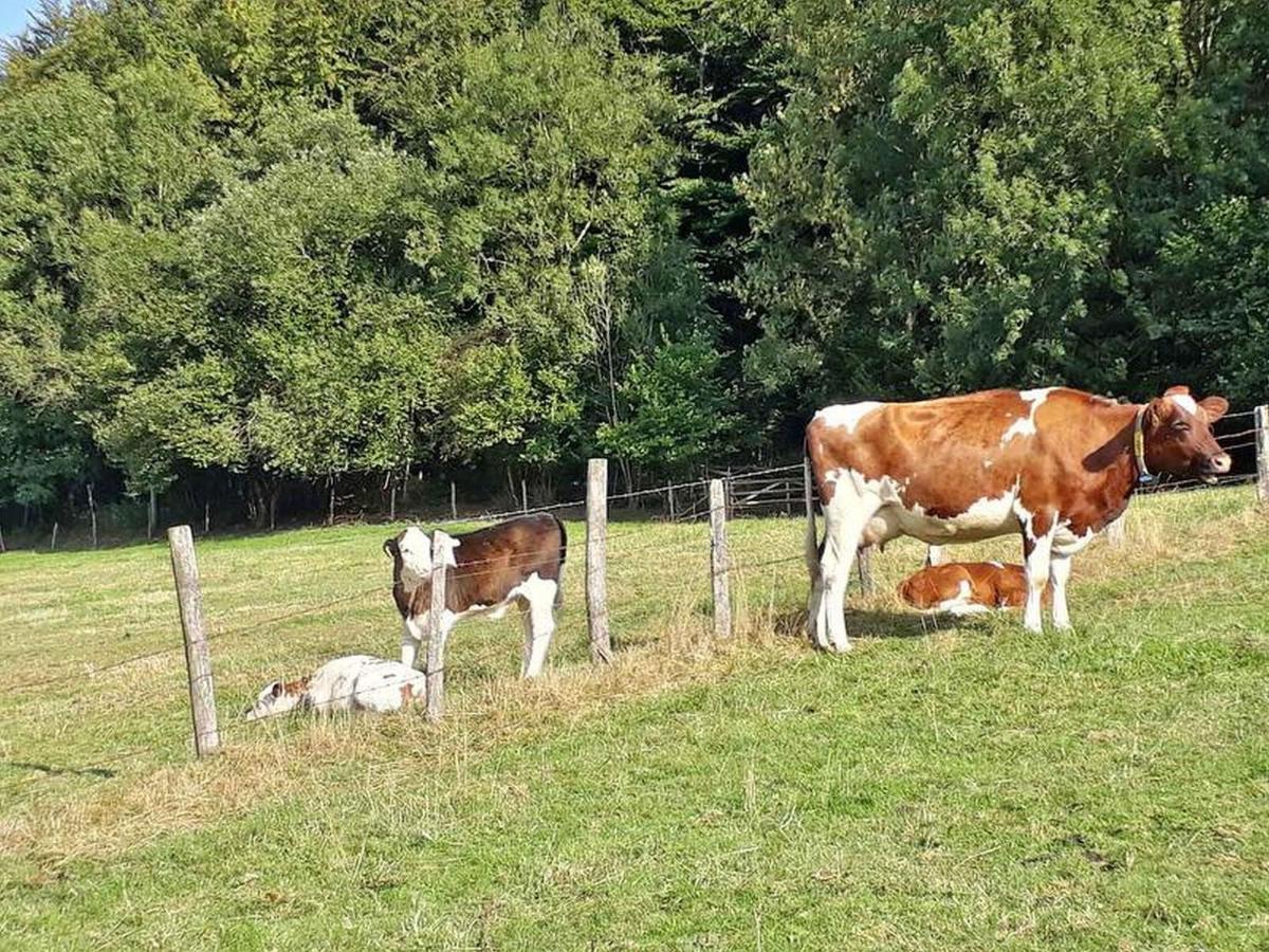 Ferienwohnungen Baust im Mühlental Eslohe Exterior foto